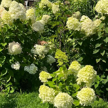 Lesny * Szczejkowice