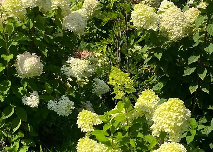 Lesny * Szczejkowice